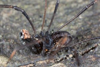 Media type: image; Invertebrate Zoology 133416